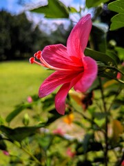 Fototapeta premium red hibiscus flower