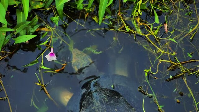 turtle partially submerged in water