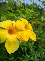 yellow flowers