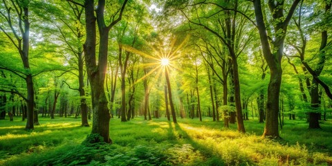 Fototapeta premium Sunlight Through Lush Forest, Spring Summer Foliage, Vibrant Nature