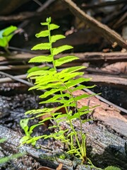 fern leaf in the forest