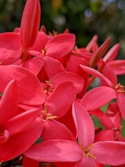 red and yellow flower