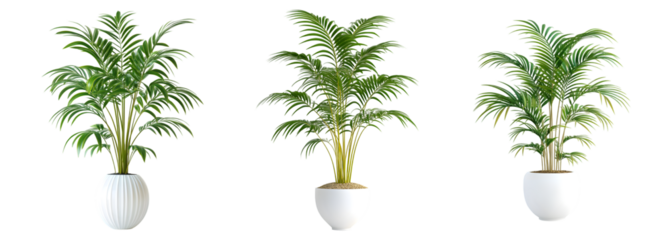 set of Elegant indoor palm plant decor isolated on transparent background, cut out