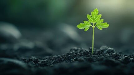 A young plant of green oak lettuce emerging from fertile soil.