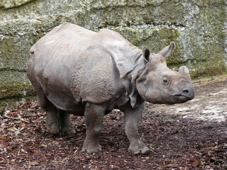 Fototapeta premium Switzerland, Basel, a rhinoceros standing in a rocky area