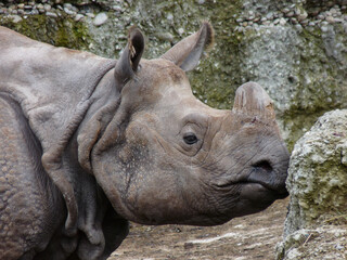 Obraz premium Switzerland, Basel, a close up of a rhinoceros next to a rock