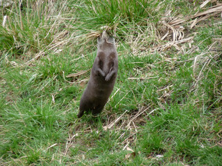 Switzerland, Basel, a squirrel standing on a field