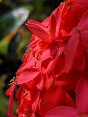red and yellow flower