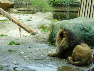 Switzerland, Basel, a polar bear in a zoo exhibit