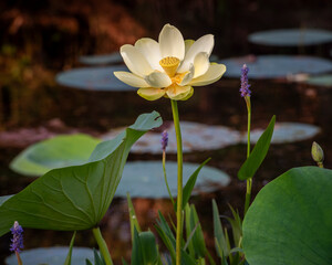 YELLOW lotus flower
