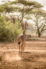 Giraffe in Kenya