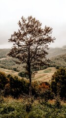 Obraz premium Solitary Tree on Hilltop Autumn Landscape Photography