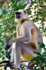 A female leader of the southern plains grey langur (baboon) is ordering her group to be alert.