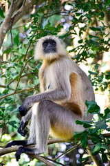 A female leader of the southern plains grey langur (baboon) is ordering her group to be alert.