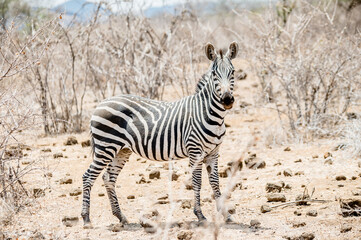 zebra in the savannah