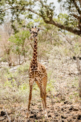 giraffe in Africa