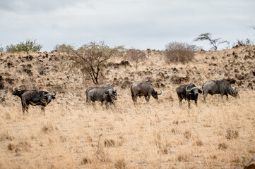 Herd of Cape Buffalo