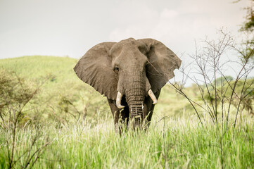 Elephant in Africa