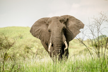 Obraz premium Elephant in Africa