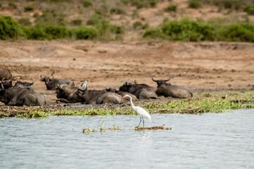 African safari scene