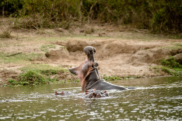 Hippo in Africa