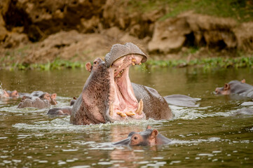 Hippo in Africa