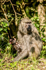 Baboon with baby