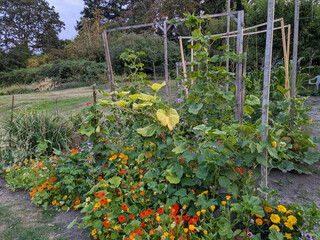 Fototapeta premium A lush allotment garden blooms with vibrant flowers as vegetables grow up vertical supports