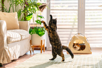 Happy domestic pet cat have fun playing in living room. Healthy black tortie British Shorthair...