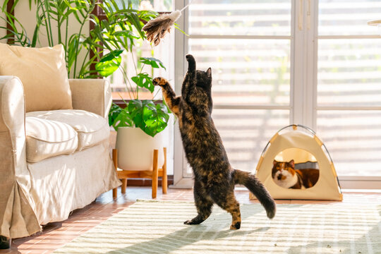 Happy domestic pet cat have fun playing in living room. Healthy black tortie British Shorthair breed cat playing cat teasers toy feather wand. Indoor kitten cat enjoy with human owner family at home.