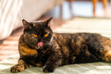Happy domestic feline pet cat playing in living room. Healthy female black tortoiseshell British Shorthair breed indoor cat licking lips. Kitten cat enjoy relaxing and living with owner family at home