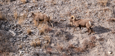 Aged bighorn ram follows ewe up steep shale rock slope