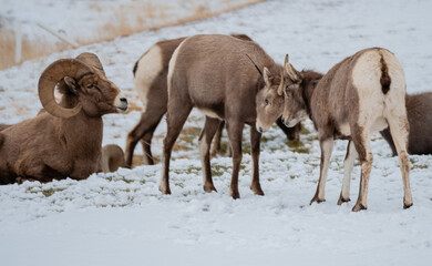 Older bighorn rams looks on as two ewes with radio collars spar.  Snow on the ground.