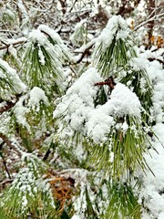 겨울 눈 쌓인 소나무