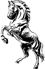 black and white horse