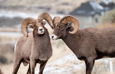 Two mature bighorn rams rub gnarled horns.