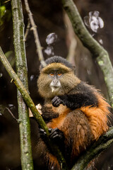 Golden Monkey