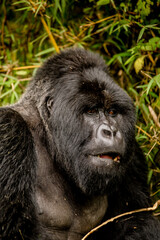 Silverback gorilla