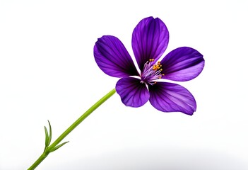 Obraz premium Purple Flowers With White Background, A Vibrant Purple Flower