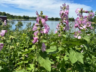 flowers in the field