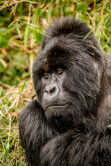 Silverback gorilla