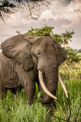 Elephant in Africa