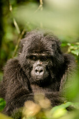 Gorilla  © Amanda