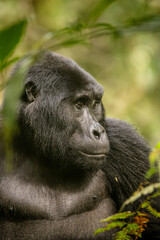 Gorilla in Uganda