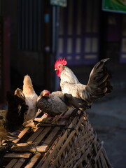 male and female kate chickens perched on a basket