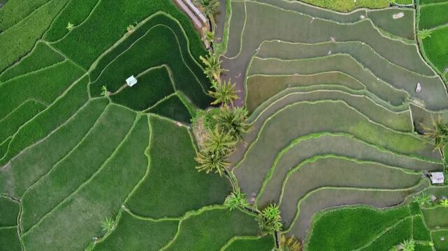 aerial panorama of agrarian rice fields landscape in the village of Central Java, like a terraced rice fields ubud Bali ASIA Indonesia	