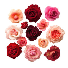 Rose Bloom Collection: A captivating arrangement of roses in various shades of red and pink, creating a vibrant and romantic composition.