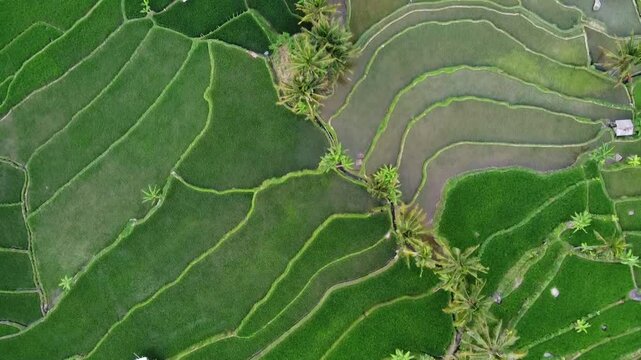 aerial panorama of agrarian rice fields landscape in the village of Central Java, like a terraced rice fields ubud Bali ASIA Indonesia	