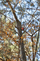  woodpecker sitting on a pine tree close-up