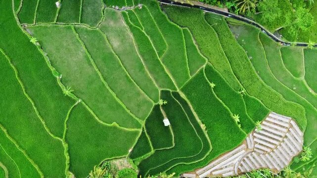 aerial panorama of agrarian rice fields landscape in the village of Central Java, like a terraced rice fields ubud Bali ASIA Indonesia	
